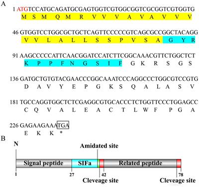 SIFa and its receptors play a possibly stimulatory role during ovarian development of the mud crab Scylla paramamosain